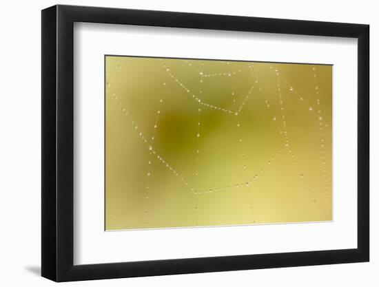 Dew and Spider Web, Los Angeles, California-Rob Sheppard-Framed Photographic Print