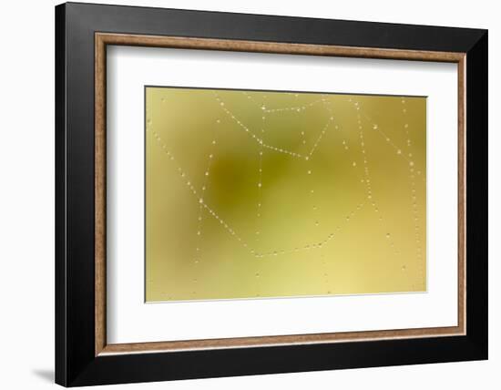 Dew and Spider Web, Los Angeles, California-Rob Sheppard-Framed Photographic Print