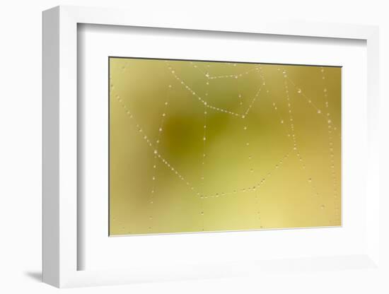 Dew and Spider Web, Los Angeles, California-Rob Sheppard-Framed Photographic Print