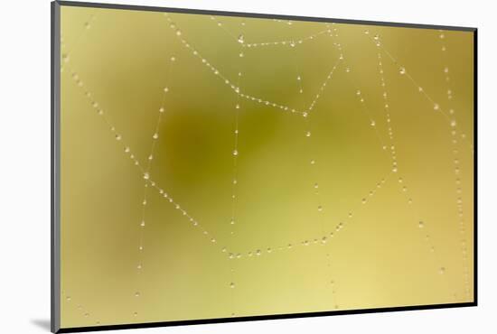 Dew and Spider Web, Los Angeles, California-Rob Sheppard-Mounted Photographic Print