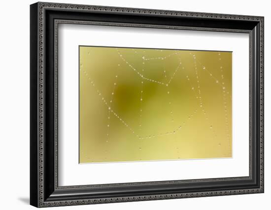 Dew and Spider Web, Los Angeles, California-Rob Sheppard-Framed Photographic Print