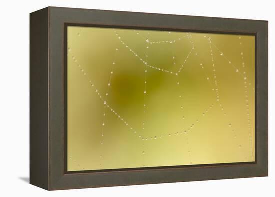 Dew and Spider Web, Los Angeles, California-Rob Sheppard-Framed Premier Image Canvas