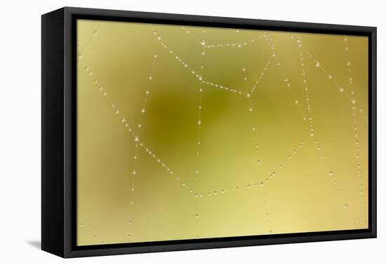Dew and Spider Web, Los Angeles, California-Rob Sheppard-Framed Premier Image Canvas