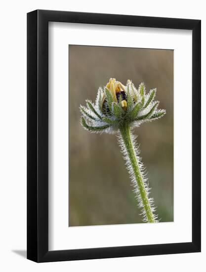 Dew covered Black-eyed Susan, Oldham County, Kentucky-Adam Jones-Framed Photographic Print