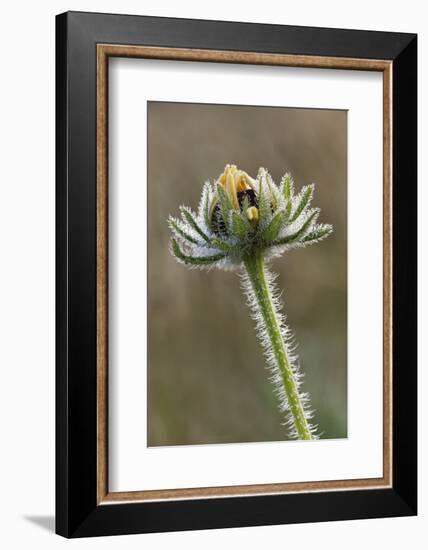 Dew covered Black-eyed Susan, Oldham County, Kentucky-Adam Jones-Framed Photographic Print