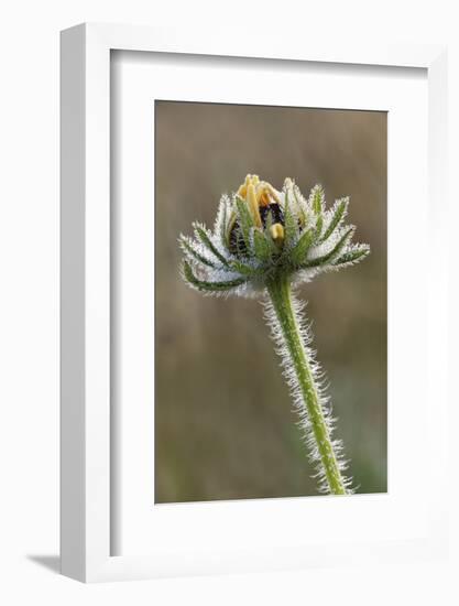 Dew covered Black-eyed Susan, Oldham County, Kentucky-Adam Jones-Framed Photographic Print