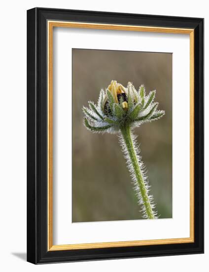 Dew covered Black-eyed Susan, Oldham County, Kentucky-Adam Jones-Framed Photographic Print