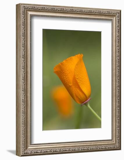 Dew-covered California Poppy.-Brenda Tharp-Framed Photographic Print