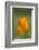 Dew-covered California Poppy.-Brenda Tharp-Framed Photographic Print