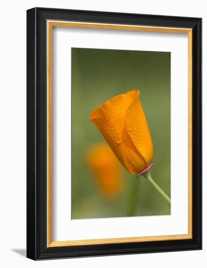 Dew-covered California Poppy.-Brenda Tharp-Framed Photographic Print