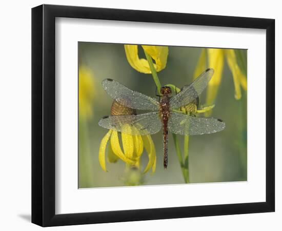 Dew-Covered Climber Dragonfly-Adam Jones-Framed Photographic Print