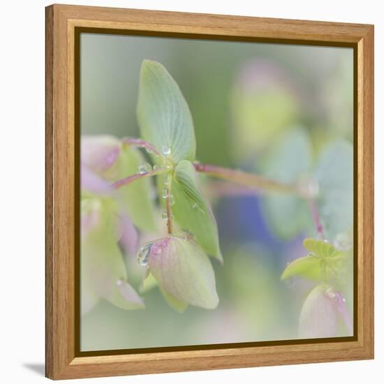 Dew Covered Oregano I-Kathy Mahan-Framed Premier Image Canvas