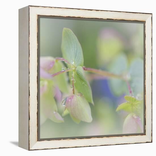 Dew Covered Oregano I-Kathy Mahan-Framed Premier Image Canvas