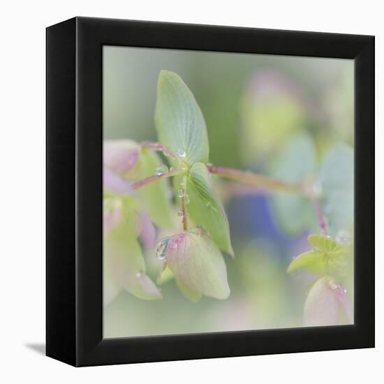 Dew Covered Oregano I-Kathy Mahan-Framed Premier Image Canvas