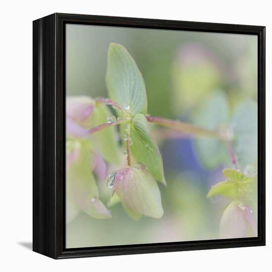 Dew Covered Oregano I-Kathy Mahan-Framed Premier Image Canvas