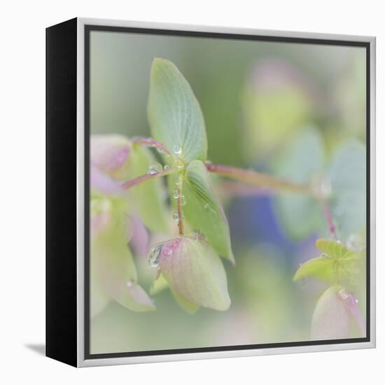 Dew Covered Oregano I-Kathy Mahan-Framed Premier Image Canvas