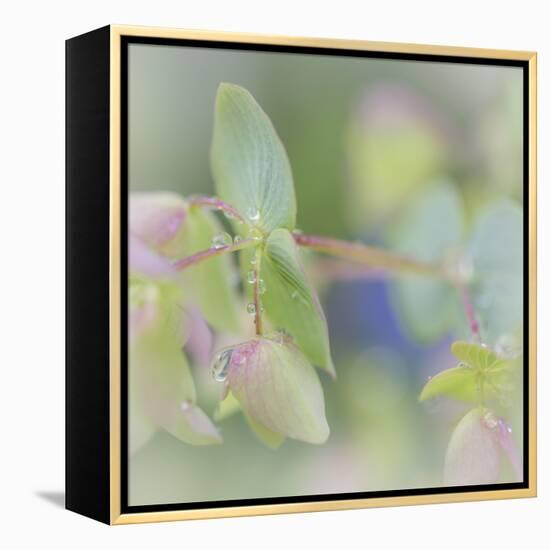 Dew Covered Oregano I-Kathy Mahan-Framed Premier Image Canvas