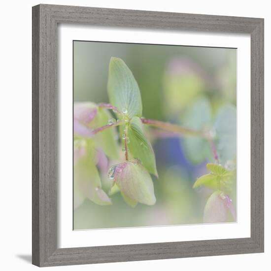 Dew Covered Oregano I-Kathy Mahan-Framed Photographic Print