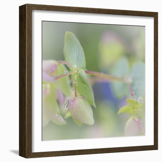 Dew Covered Oregano I-Kathy Mahan-Framed Photographic Print