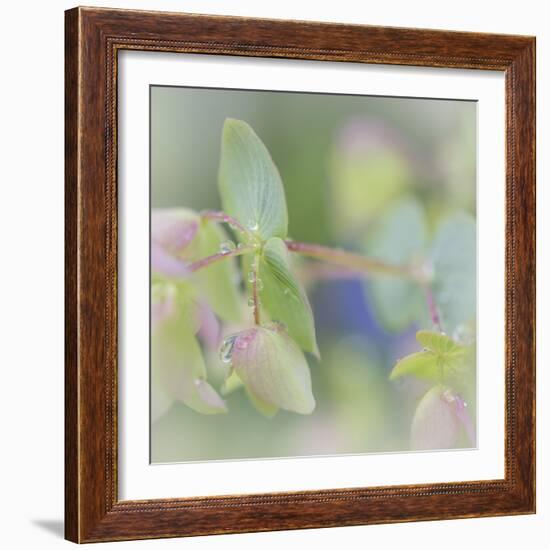 Dew Covered Oregano I-Kathy Mahan-Framed Photographic Print