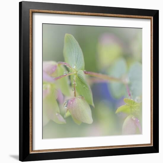 Dew Covered Oregano I-Kathy Mahan-Framed Photographic Print