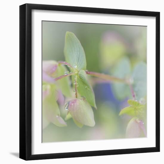 Dew Covered Oregano I-Kathy Mahan-Framed Photographic Print