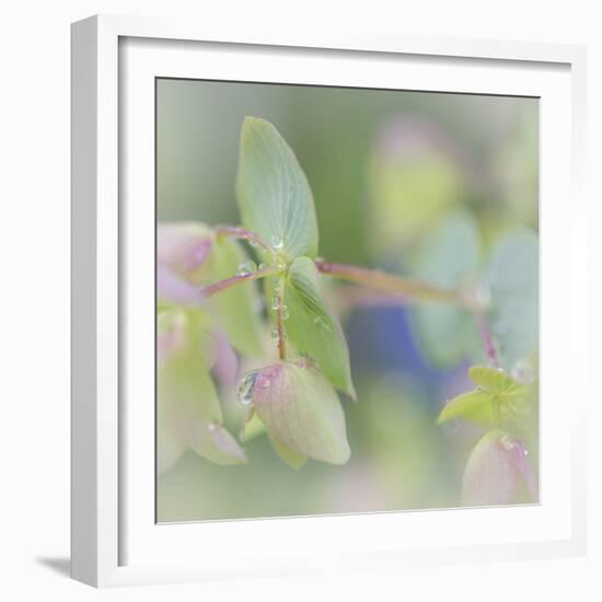 Dew Covered Oregano I-Kathy Mahan-Framed Photographic Print