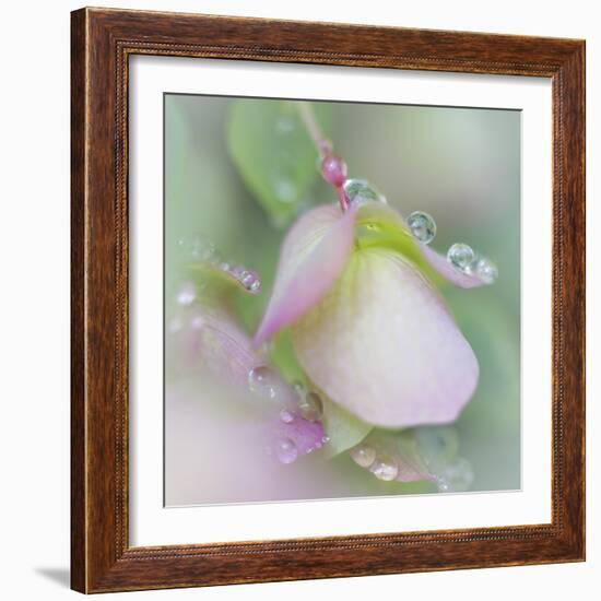 Dew Covered Oregano II-Kathy Mahan-Framed Photographic Print