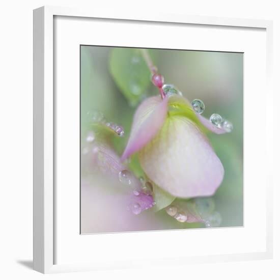 Dew Covered Oregano II-Kathy Mahan-Framed Photographic Print