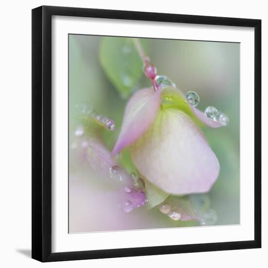 Dew Covered Oregano II-Kathy Mahan-Framed Photographic Print