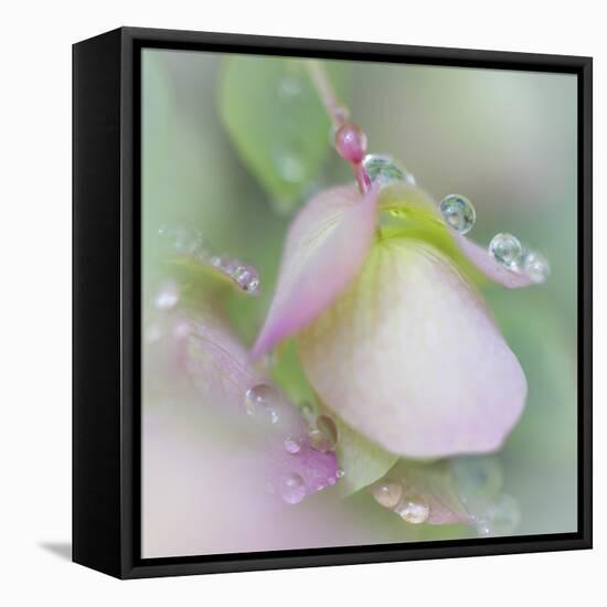 Dew Covered Oregano II-Kathy Mahan-Framed Premier Image Canvas