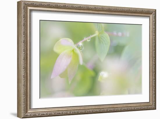 Dew Covered Oregano III-Kathy Mahan-Framed Photographic Print