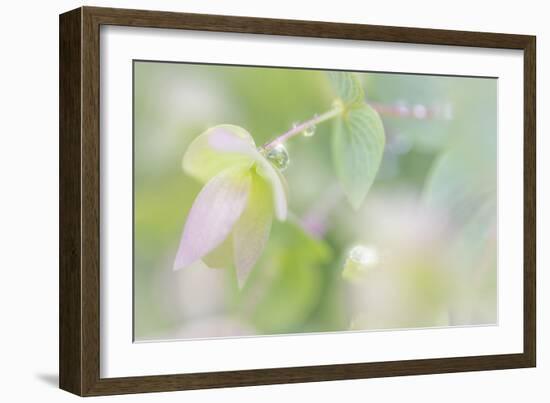 Dew Covered Oregano III-Kathy Mahan-Framed Photographic Print