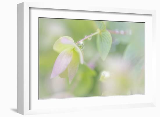 Dew Covered Oregano III-Kathy Mahan-Framed Photographic Print