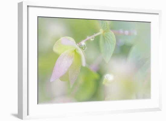 Dew Covered Oregano III-Kathy Mahan-Framed Photographic Print