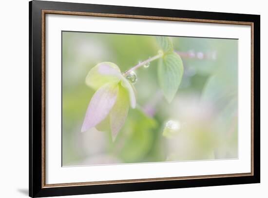 Dew Covered Oregano III-Kathy Mahan-Framed Photographic Print