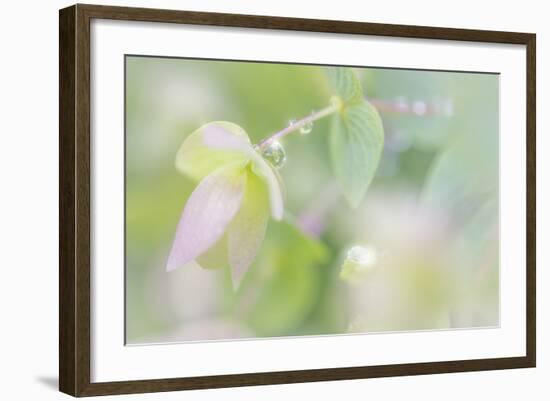 Dew Covered Oregano III-Kathy Mahan-Framed Photographic Print