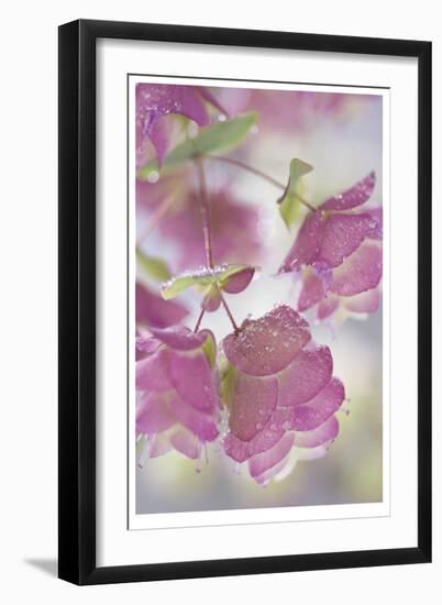 Dew Covered Oregano-Donald Paulson-Framed Giclee Print