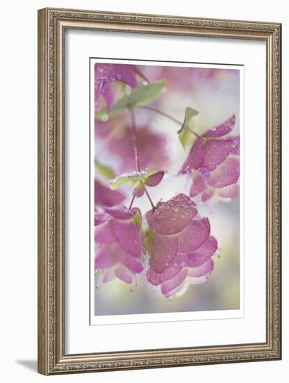 Dew Covered Oregano-Donald Paulson-Framed Giclee Print