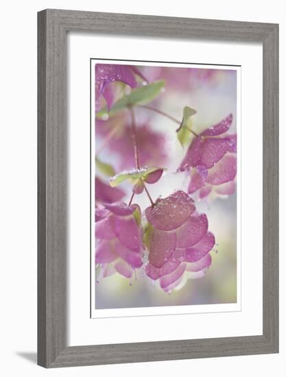 Dew Covered Oregano-Donald Paulson-Framed Giclee Print