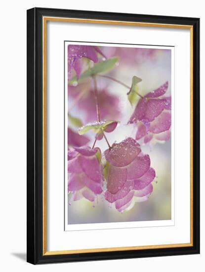 Dew Covered Oregano-Donald Paulson-Framed Giclee Print