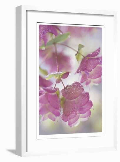 Dew Covered Oregano-Donald Paulson-Framed Giclee Print