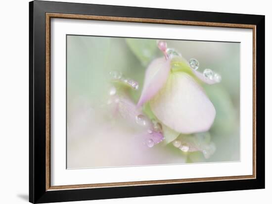 Dew Covered Oregano-Kathy Mahan-Framed Photographic Print