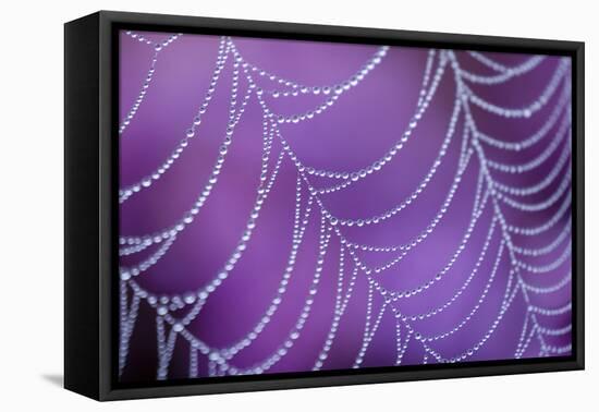 Dew Covered Spider's Web with Flowering Heather, Arne Rspb Reserve, Dorset, England-Ross Hoddinott-Framed Premier Image Canvas