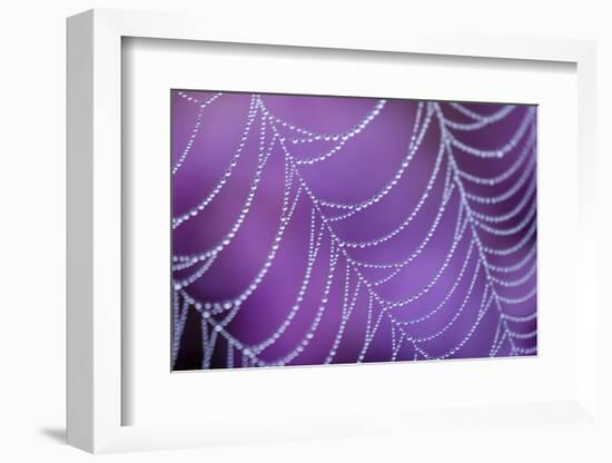 Dew Covered Spider's Web with Flowering Heather, Arne Rspb Reserve, Dorset, England-Ross Hoddinott-Framed Premium Photographic Print