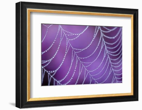 Dew Covered Spider's Web with Flowering Heather, Arne Rspb Reserve, Dorset, England-Ross Hoddinott-Framed Premium Photographic Print