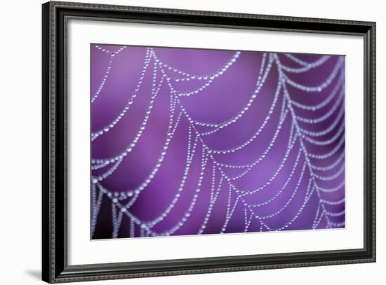 Dew Covered Spider's Web with Flowering Heather, Arne Rspb Reserve, Dorset, England-Ross Hoddinott-Framed Photographic Print