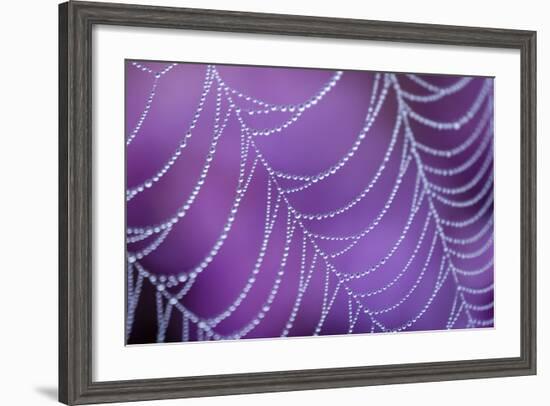 Dew Covered Spider's Web with Flowering Heather, Arne Rspb Reserve, Dorset, England-Ross Hoddinott-Framed Photographic Print