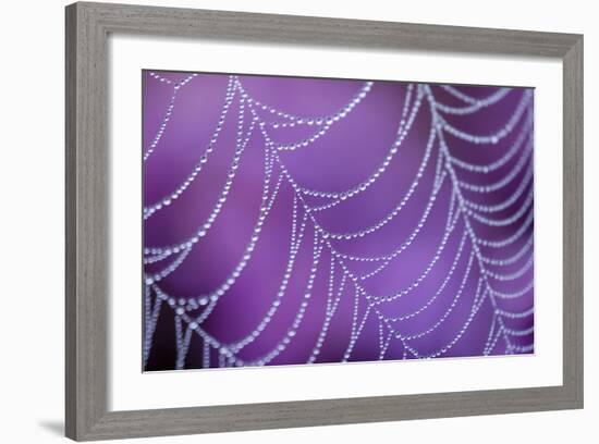 Dew Covered Spider's Web with Flowering Heather, Arne Rspb Reserve, Dorset, England-Ross Hoddinott-Framed Photographic Print