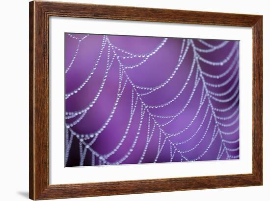 Dew Covered Spider's Web with Flowering Heather, Arne Rspb Reserve, Dorset, England-Ross Hoddinott-Framed Photographic Print